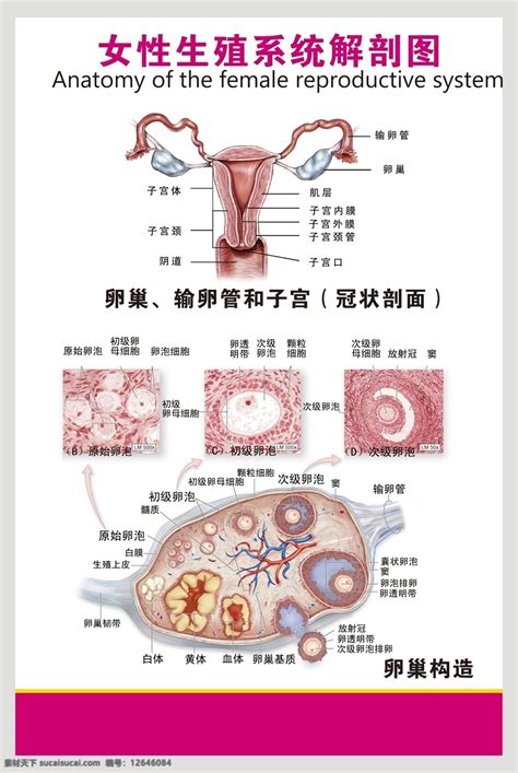 女人身體|女性生殖结构：